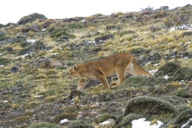 Puma dağda yürüyor, Torres del Paine Ulusal Parkı, Patagonya, Şili.
