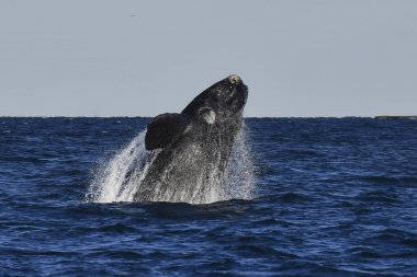 Balina Atlama, Yarımada Valdes, Unesco Dünya Mirası Bölgesi, Chubut Eyaleti, Patagonya, Arjantin.