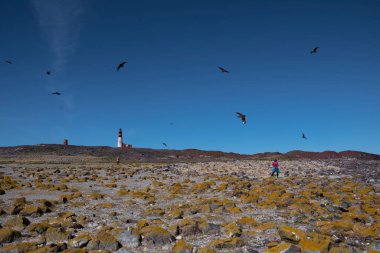 Vahşi yaşamı gözlemleyen turistler, Penguen Adası, Puerto Deseado, Santa Cruz Eyaleti, Patagonya Arjantin