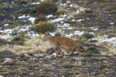 Puma dağda yürüyor, Torres del Paine Ulusal Parkı, Patagonya, Şili.