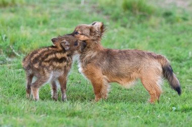 Köpek ve yaban domuzu bebek arkadaşları, Patagonya, Arjantin.