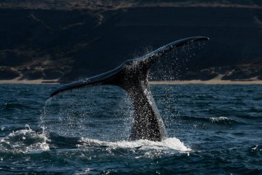 Balina kuyruğu, Yarımada Valdes, UNESCO Dünya Mirası Bölgesi, Chubut Eyaleti, Patagonya, Arjantin.