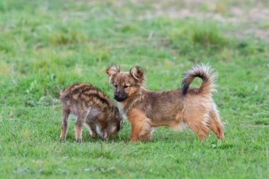 Köpek ve yaban domuzu bebek arkadaşları, Patagonya, Arjantin.