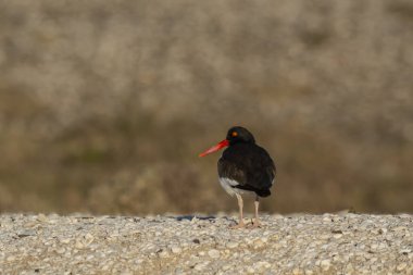 Amerikan istiridye avcısı, Haematopus palliatus, Patagonya, Arjantin 'de bir plaj ortamında.