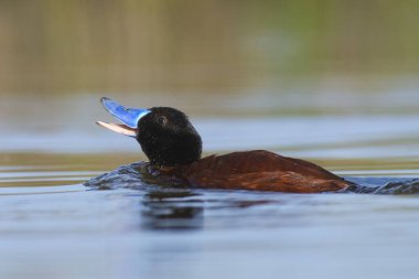Lake Duck in Pampas Lagoon environment, La Pampa Province, Patagonia , Argentina.