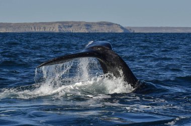Balina kuyruğu, Yarımada Valdes, Unesco Dünya Mirası Bölgesi, Chubut Eyaleti, Patagonya, Arjantin.
