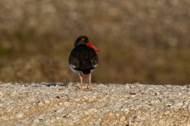 Amerikan istiridye avcısı, Haematopus palliatus, Patagonya, Arjantin 'de bir plaj ortamında.