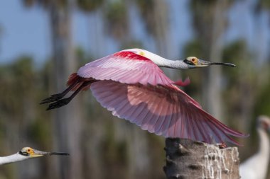 Roseate Spoonbill, Platalea ajajaja, La Estrella Marsh, Formosa Eyaleti, Arjantin.