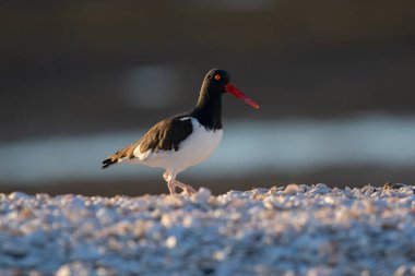 Amerikan istiridye avcısı, Haematopus palliatus, Patagonya, Arjantin 'de bir plaj ortamında.