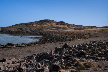 Penguen Adası manzarası, Puerto Deseado, Santa Cruz Eyaleti, Patagonya Arjantin