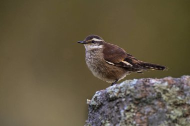 Quebrada del Condorito Ulusal Parkı, Cordoba Eyaleti, Arjantin 'de bulunan Olrog' s Cinclodes olrogi, Endemic türleri.