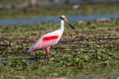 Roseate Spoonbill, Platalea ajajaja, La Estrella Marsh, Formosa Eyaleti, Arjantin.