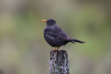Chiguanco ardıç kuşu, Turdus chiguanco, Pampa de Achala 'daki Highland çayırları, Quebrada del Condorito Ulusal Parkı, Cordoba ili, Arjantin