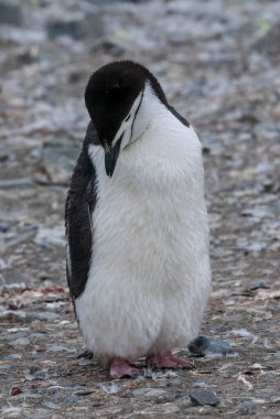 Chinstrap Pengueni, Pygoscelis Antarcticus Yarım Ay Adası, Güney Shetland, Antartika.