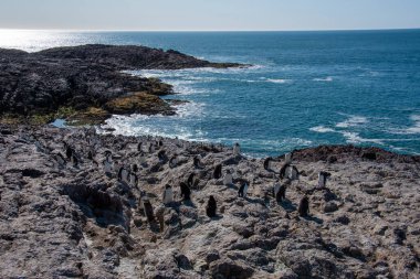 Penguen Adası 'ndaki Rockhopper Pengueni, Puerto Deseado, Santa Cruz Eyaleti, Patagonya Arjantin