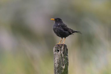 Chiguanco ardıç kuşu, Turdus chiguanco, Pampa de Achala 'daki Highland çayırları, Quebrada del Condorito Ulusal Parkı, Cordoba ili, Arjantin