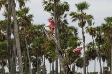 Roseate Spoonbill, Platalea ajajaja, La Estrella Marsh, Formosa Eyaleti, Arjantin.