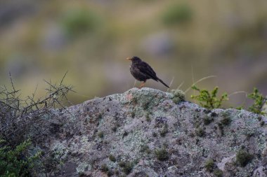 Chiguanco ardıç kuşu, Turdus chiguanco, Pampa de Achala 'daki Highland çayırları, Quebrada del Condorito Ulusal Parkı, Cordoba ili, Arjantin