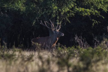 Erkek Kızıl Geyik ve sürü Calden Ormanı, La Pampa, Arjantin, Parque Luro, Doğa Koruma Alanı