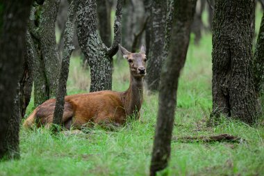 Calden Ormanı 'nda dinlenen kızıl geyik dişi La Pampa, Arjantin, Parque Luro, Doğa Koruma Alanı