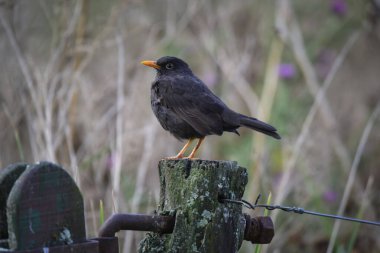Chiguanco ardıç kuşu, Turdus chiguanco, Pampa de Achala 'daki Highland çayırları, Quebrada del Condorito Ulusal Parkı, Cordoba ili, Arjantin