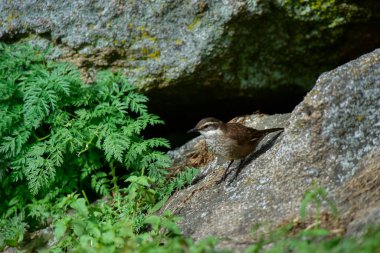 Quebrada del Condorito Ulusal Parkı, Cordoba Eyaleti, Arjantin 'de bulunan Olrog' s Cinclodes olrogi, Endemic türleri.