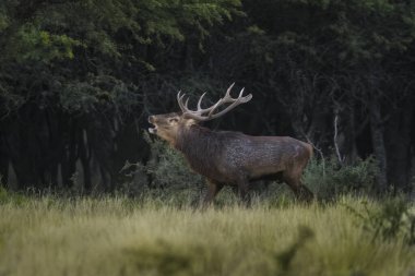 Erkek Kızıl Geyik Calden Ormanı 'nda kükreyen La Pampa, Ar