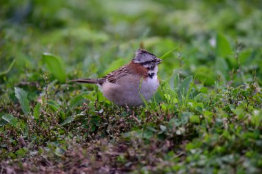 Rufous Sparrow, Zonotrichia capensis, Condorito Ulusal Parkı, Cordoba Eyaleti, Arjantin.