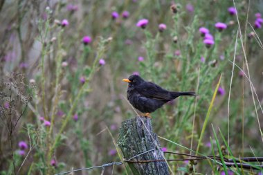 Chiguanco ardıç kuşu, Turdus chiguanco, Pampa de Achala 'daki Highland çayırları, Quebrada del Condorito Ulusal Parkı, Cordoba ili, Arjantin