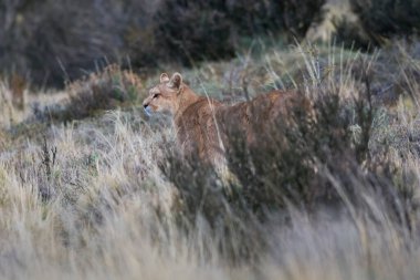 Puma dağ ortamında, Torres del Paine Ulusal Parkı, Patagonya, Şili.