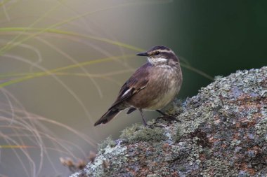 Quebrada del Condorito Ulusal Parkı, Cordoba Eyaleti, Arjantin 'de bulunan Olrog' s Cinclodes olrogi, Endemic türleri.