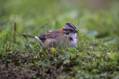 Rufous Sparrow, Zonotrichia capensis, Condorito Ulusal Parkı, Cordoba Eyaleti, Arjantin.