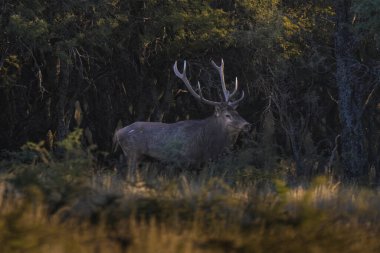 Erkek Kızıl Geyik ve sürü Calden Ormanı, La Pampa, Arjantin, Parque Luro, Doğa Koruma Alanı