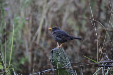 Chiguanco ardıç kuşu, Turdus chiguanco, Pampa de Achala 'daki Highland çayırları, Quebrada del Condorito Ulusal Parkı, Cordoba ili, Arjantin