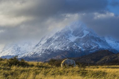 Dağ manzaralı at, Torres del Paine Ulusal Parkı, Patagonya, Şili.