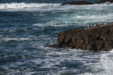 Penguen Adası 'ndaki Rockhopper Pengueni, Puerto Deseado, Santa Cruz Eyaleti, Patagonya Arjantin