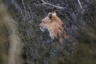 Puma dağ ortamında, Torres del Paine Ulusal Parkı, Patagonya, Şili.