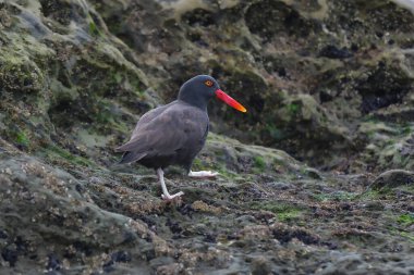 Siyah istiridye avcısı, Haematopus ater, Puerto Deseado Doğa Koruma Alanı, Santa Cruz Eyaleti, Patagonya, Arjantin.