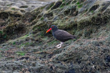 Siyah istiridye avcısı, Haematopus ater, Puerto Deseado Doğa Koruma Alanı, Santa Cruz Eyaleti, Patagonya, Arjantin.