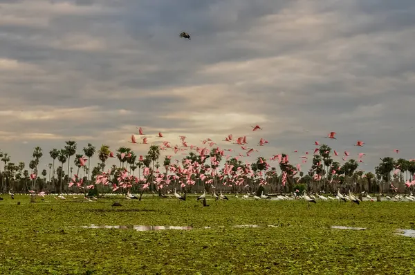 Roseate Spoonbill, Platalea ajajaja, La Estrella Marsh, Formosa Eyaleti, Arjantin.