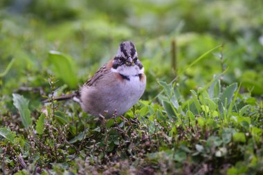 Rufous Sparrow, Zonotrichia capensis, Condorito Ulusal Parkı, Cordoba Eyaleti, Arjantin.