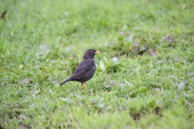 Chiguanco ardıç kuşu, Turdus chiguanco, Pampa de Achala 'daki Highland çayırları, Quebrada del Condorito Ulusal Parkı, Cordoba ili, Arjantin