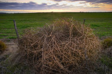 Dikenli Rus devedikeni, Pampas kırsalında, La Pampa Eyaleti, Patagonya, Arjantin.