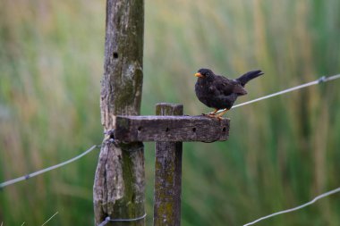Chiguanco ardıç kuşu, Turdus chiguanco, Pampa de Achala 'daki Highland çayırları, Quebrada del Condorito Ulusal Parkı, Cordoba ili, Arjantin