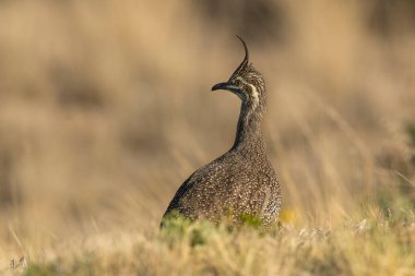 Zarif armalı tinamou, Eudromia elegans, Pampas çayır çevresi, La Pampa bölgesi, Patagonya, Arjantin.