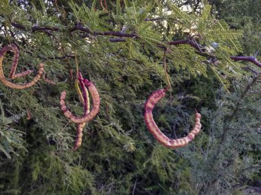 Calden fasulye ağacı, La Pampa Eyaleti, Patagonya, Arjantin