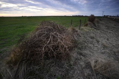 Dikenli Rus devedikeni, Pampas kırsalında, La Pampa Eyaleti, Patagonya, Arjantin.