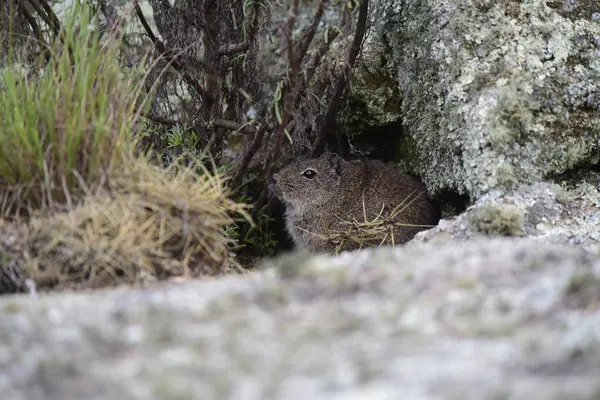 Pampas Cavi otlakta, La Pampa Eyaleti, Patagonya, Arjantin.