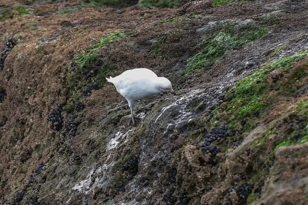 Snowy Sheathbill, Yarımada Valdes, Chubut Eyaleti, Patagonya, Arjantin