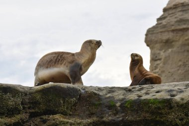 Güney Amerika Deniz Aslanı, Yarımada Valdes, Chubut Eyaleti Patagonya Arjantin